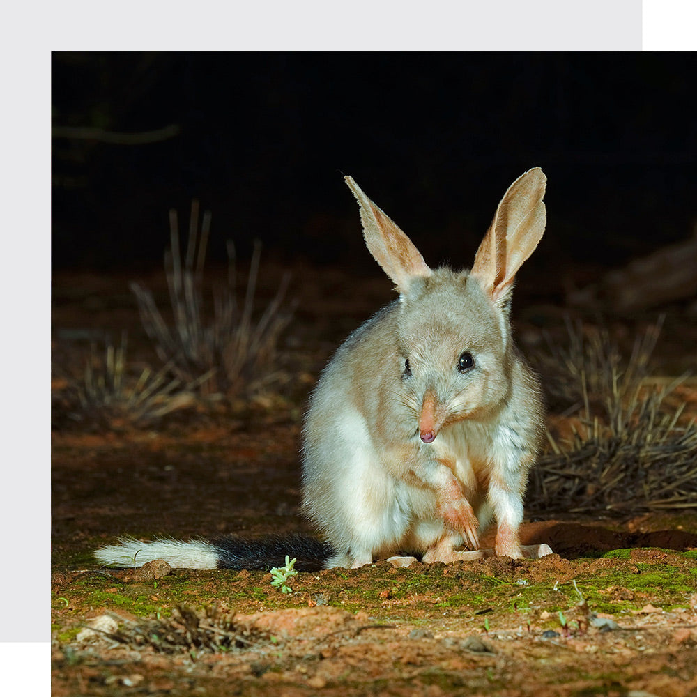 Australian Wildlife Conservancy