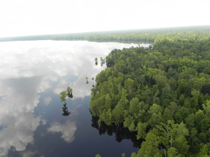 A Tour of America's Greatest Swamps