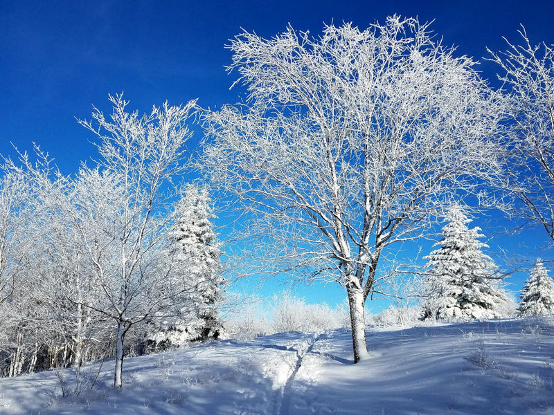 Snow Caves, Igloos, and Fending Off Frostbite: An Icy Cold Winter Adventure